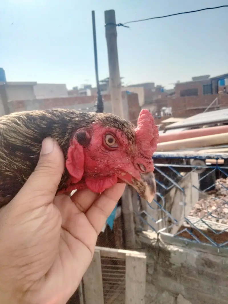 Aseel male — photo 5