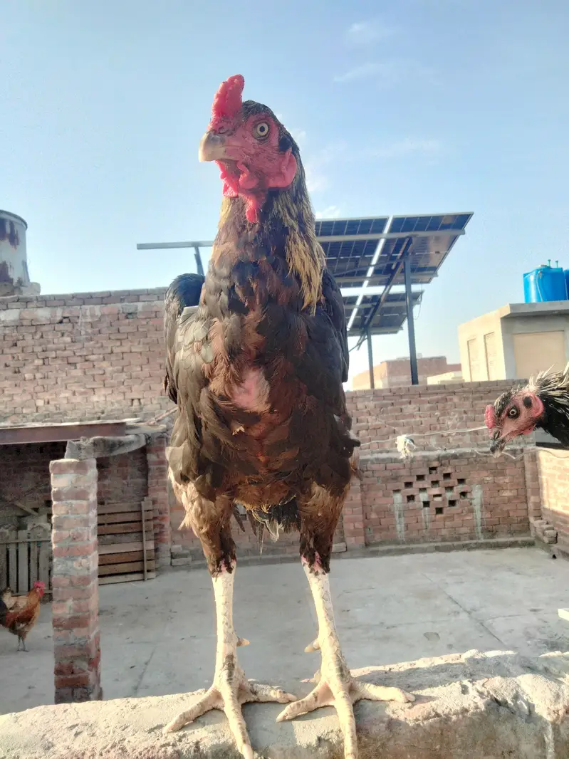 Aseel male — photo 6