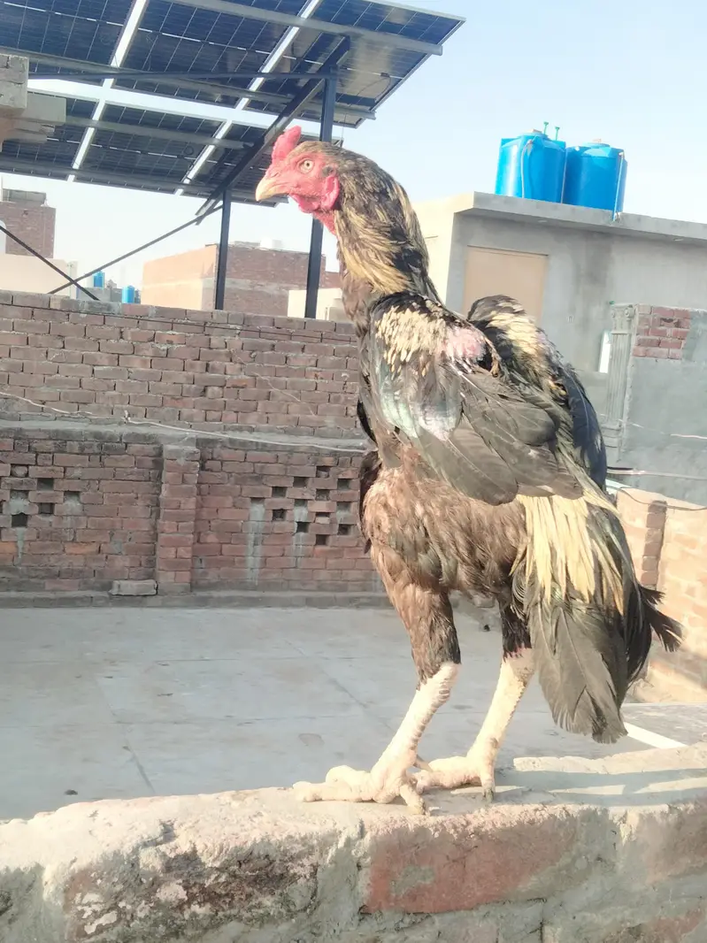 Aseel male — photo 7