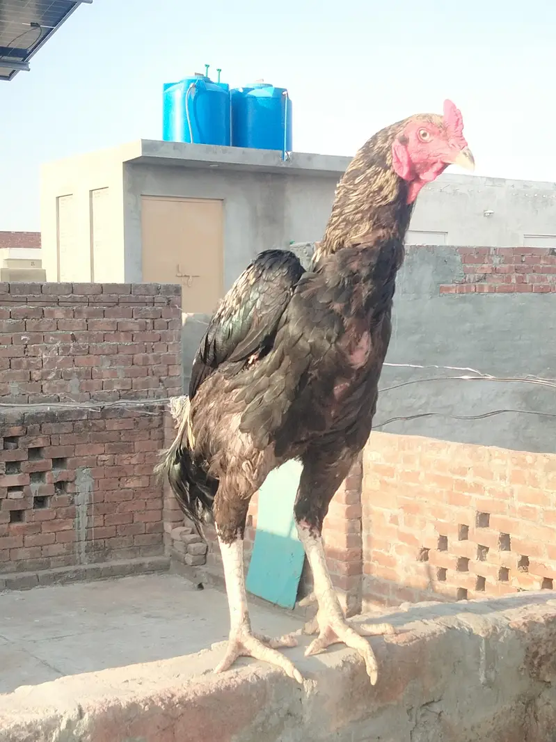Aseel male — photo 8