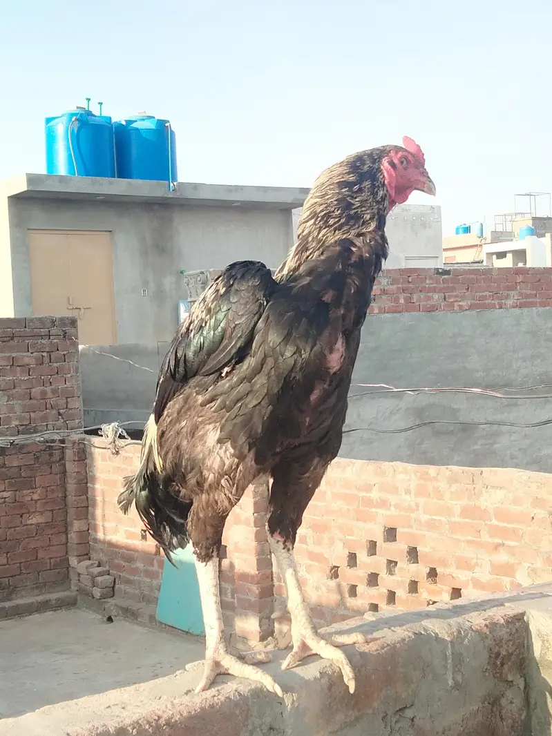 Aseel male — photo 9