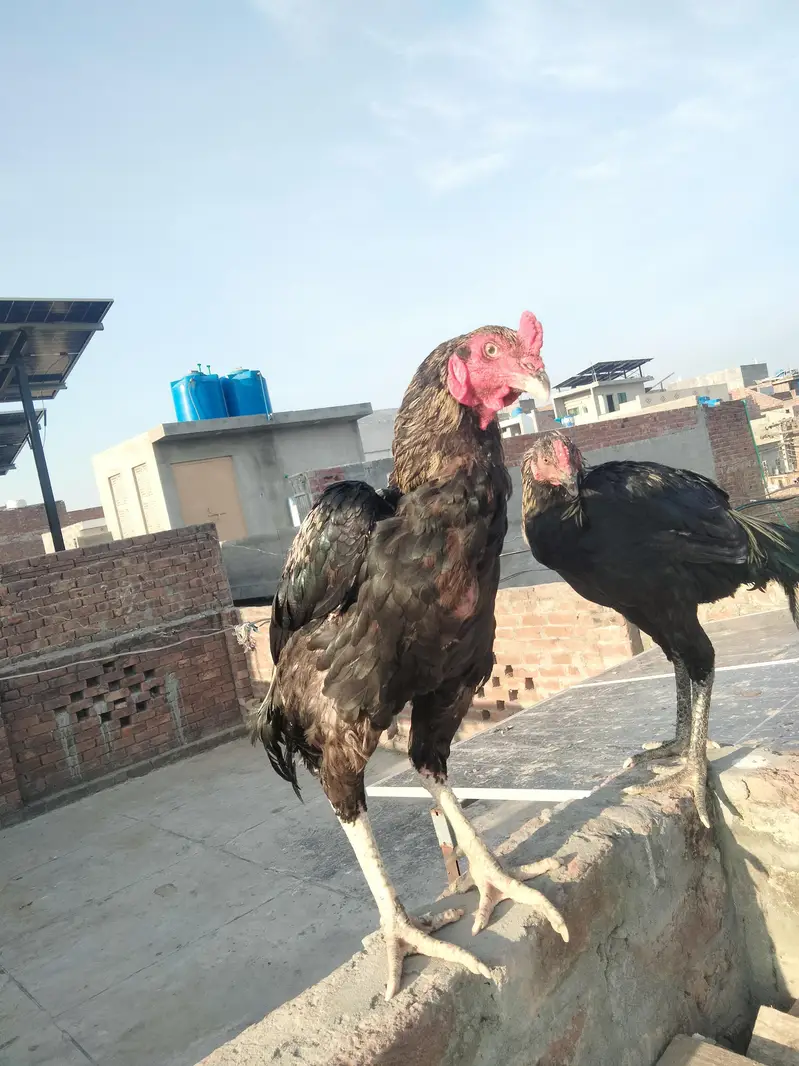 Aseel male — photo 10