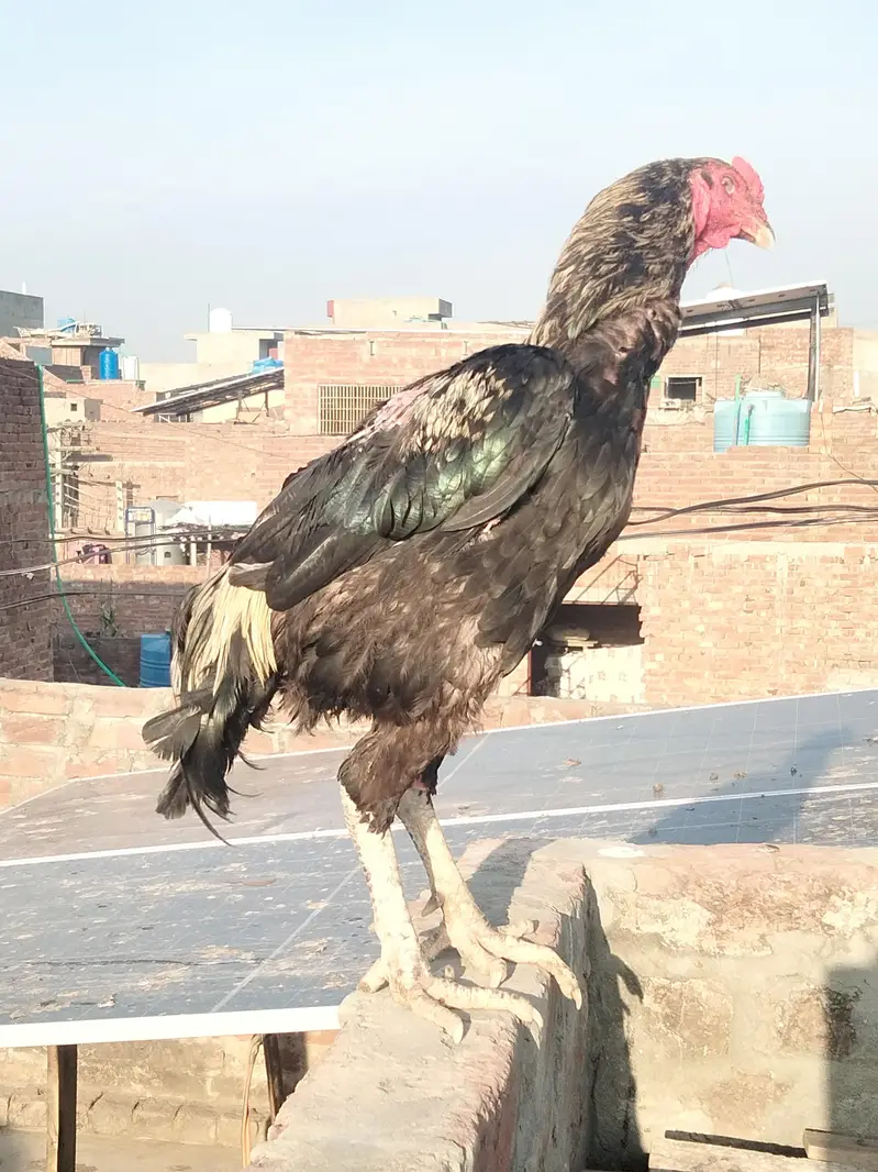 Aseel male — photo 11