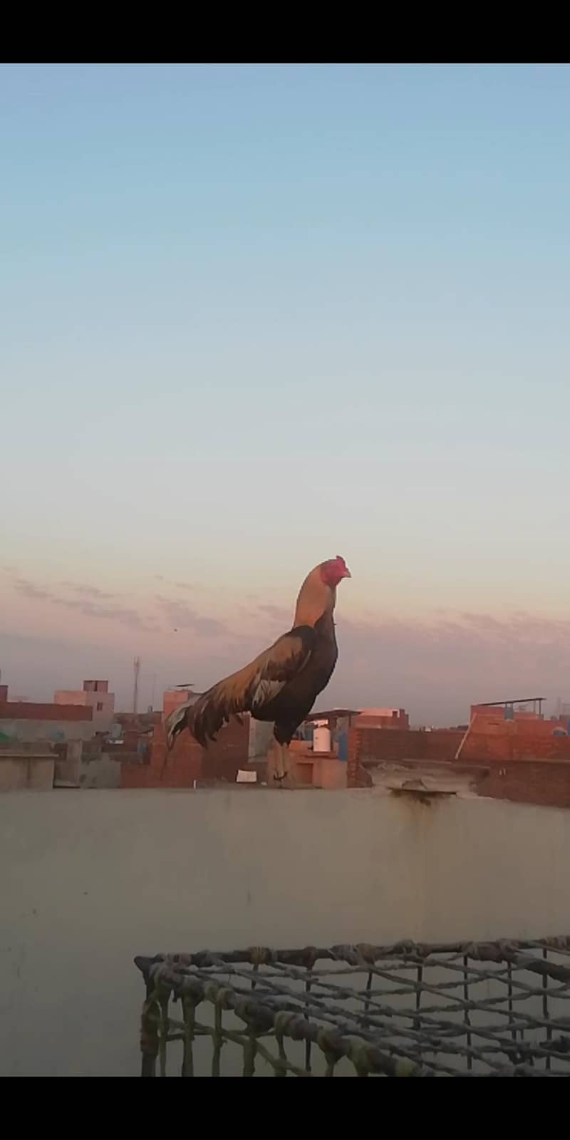 Breader 1