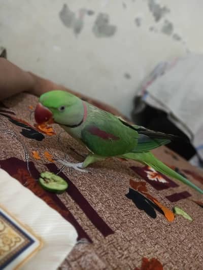 Jumbo size raw parrot male tame and talking