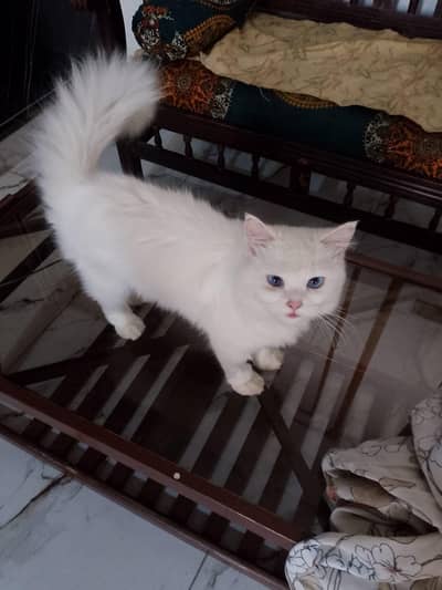 Persian cat