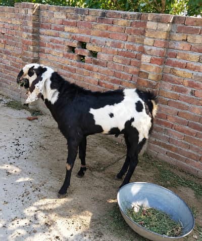 Bakra | Chhatra for Sale in Multan|Pair Deal|High Quality