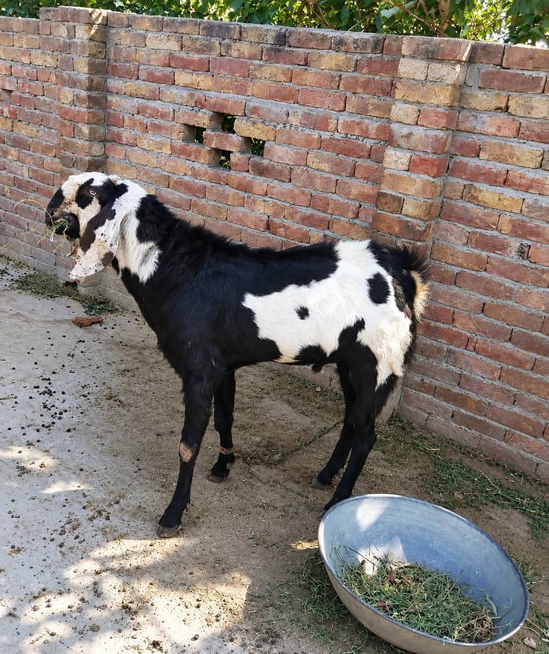 Bakra | Chhatra for Sale in Multan|Pair Deal|High Quality 0