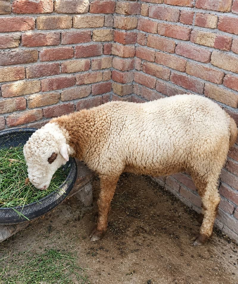 Bakra | Chhatra for Sale in Multan|Pair Deal|High Quality 1