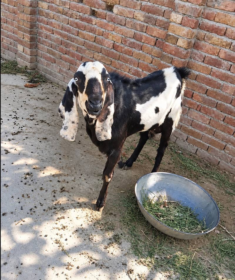 Bakra | Chhatra for Sale in Multan|Pair Deal|High Quality 2