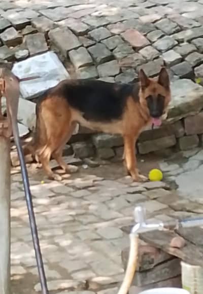 German shepherd