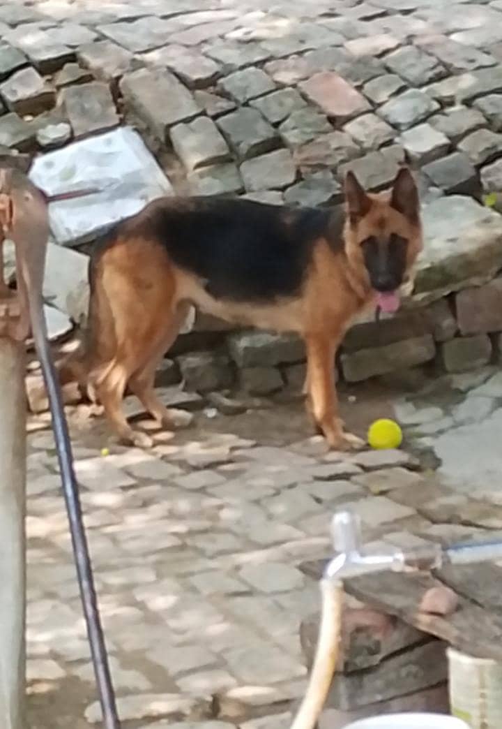 German shepherd 0