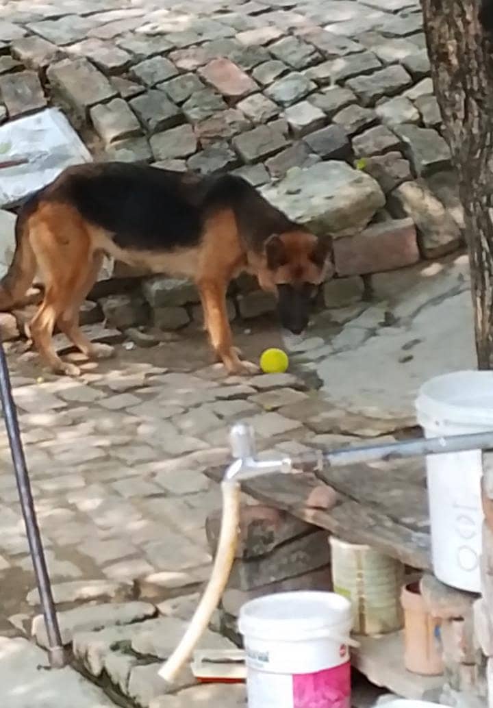 German shepherd 1