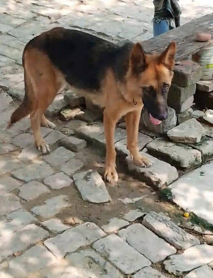 German shepherd 2