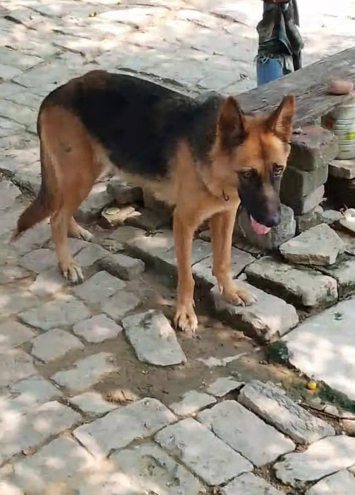 German shepherd 3