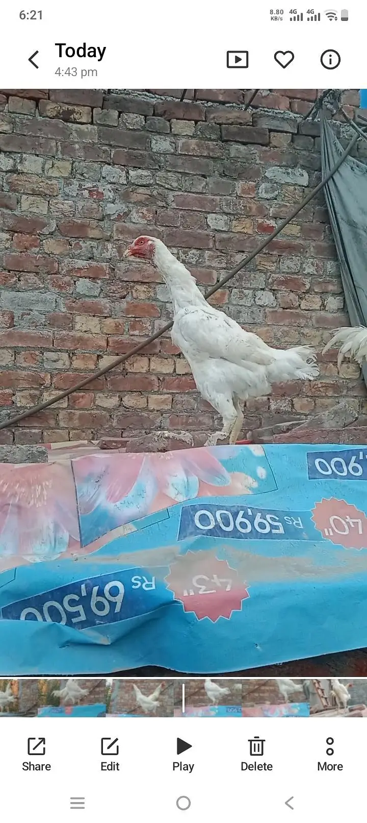 shamo male and female yang bareedr for sale — photo 2