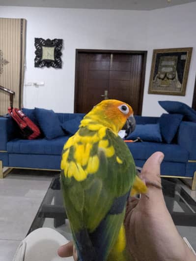 sun conure pair for sale full feathers