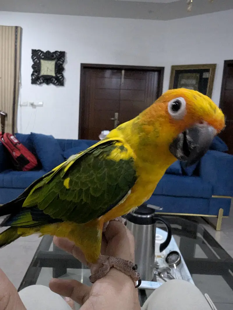 sun conure pair for sale full feathers — photo 2
