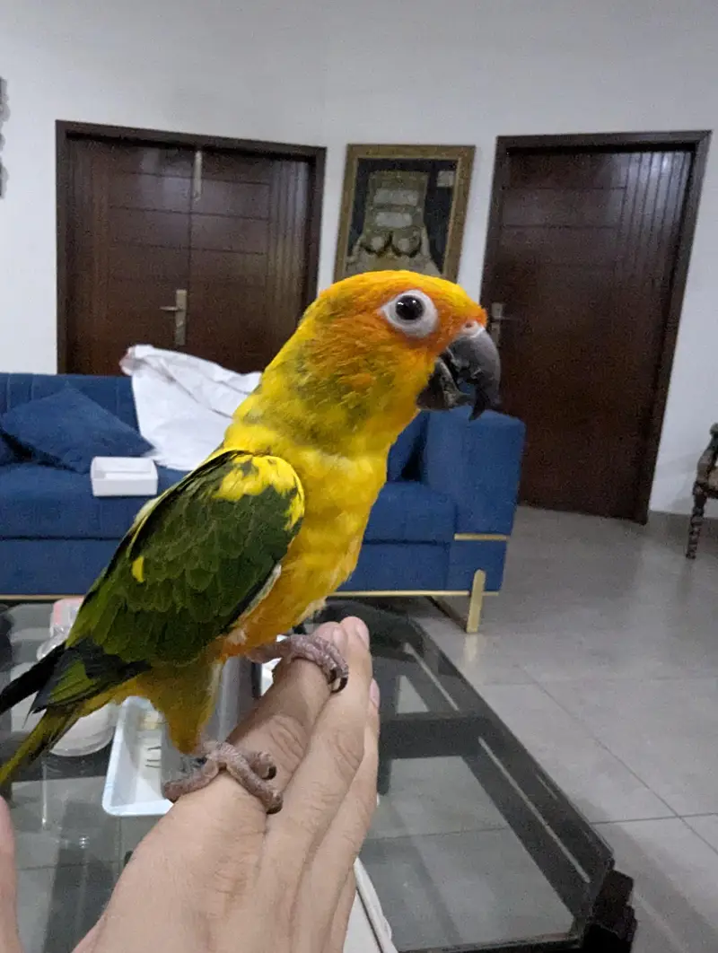 sun conure pair for sale full feathers — photo 3