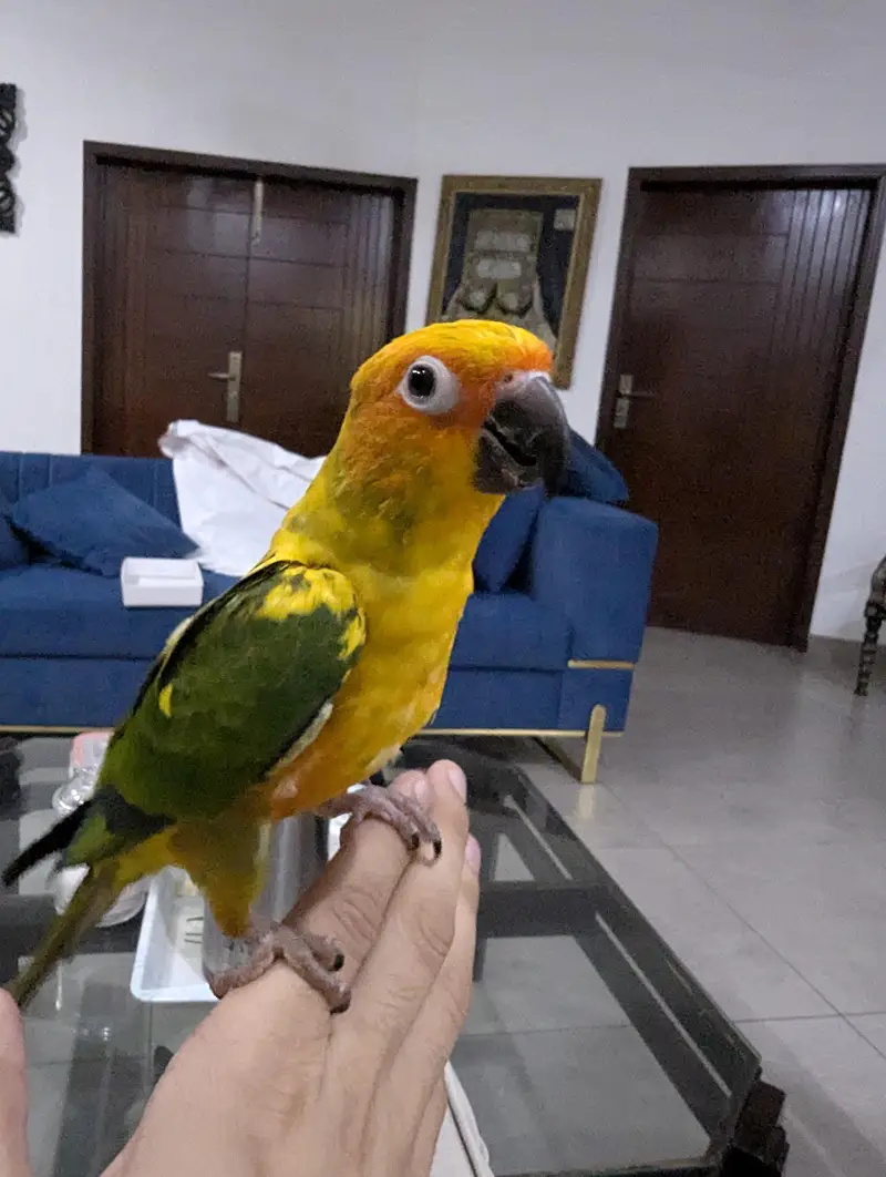 sun conure pair for sale full feathers — photo 4