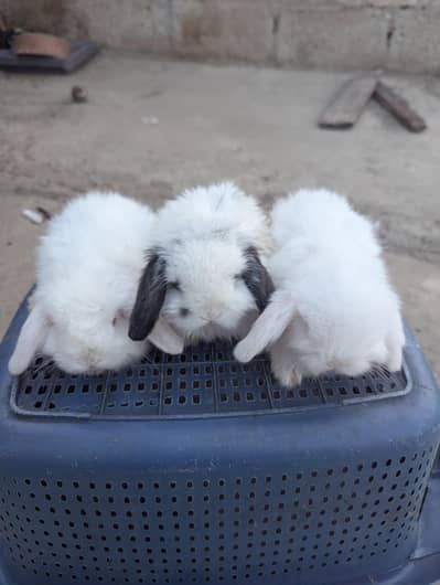 Holland lop bunys