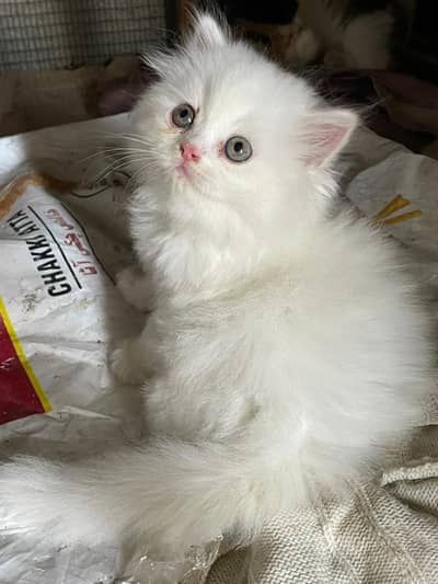 triple coted pure kittan 03125718522 whatap