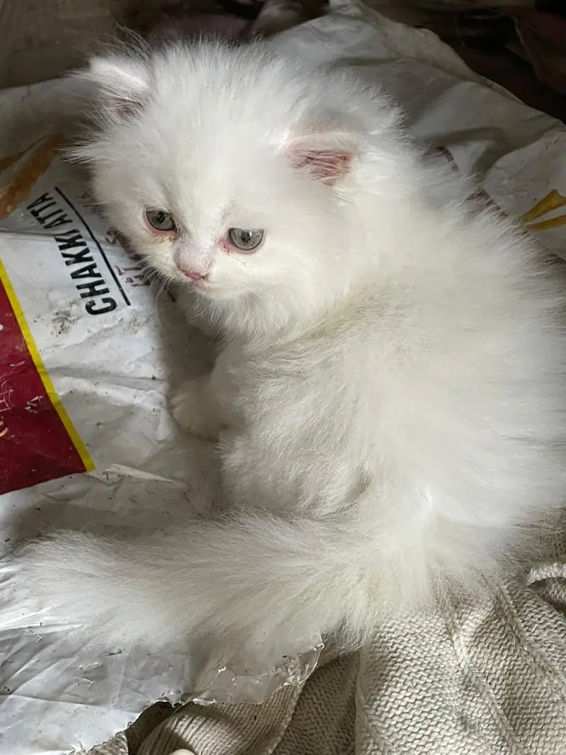 triple coted pure kittan 03125718522 whatap — photo 2