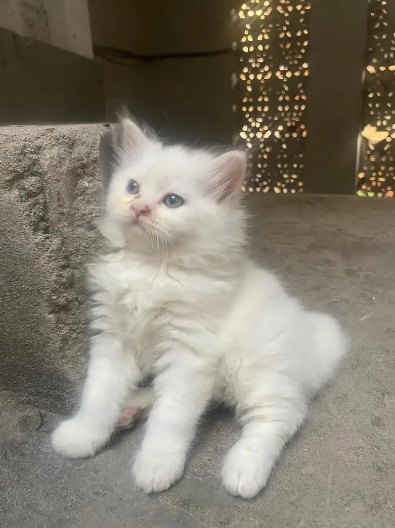 triple coted pure kittan 03125718522 whatap — photo 3