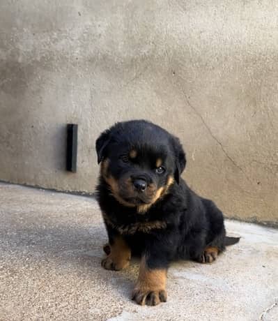 Rottweiler puppies/German Shepherd puppies 0330*540611*five