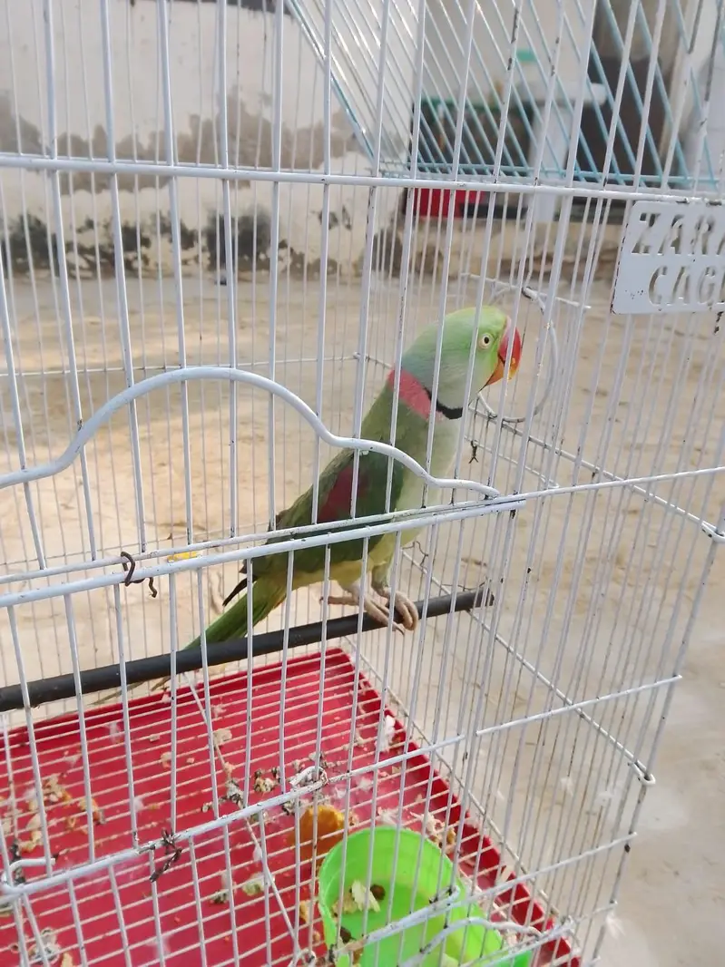 raw parrot male — photo 2