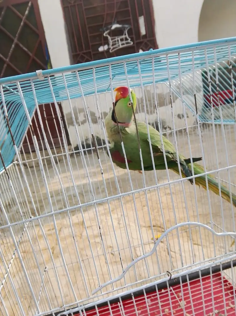 raw parrot male — photo 3