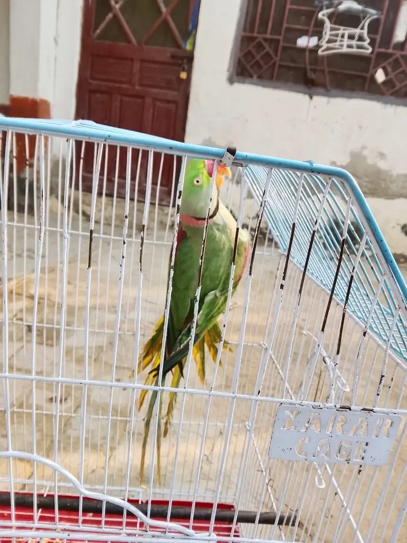 raw parrot male — photo 4
