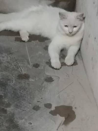 Cat for sale