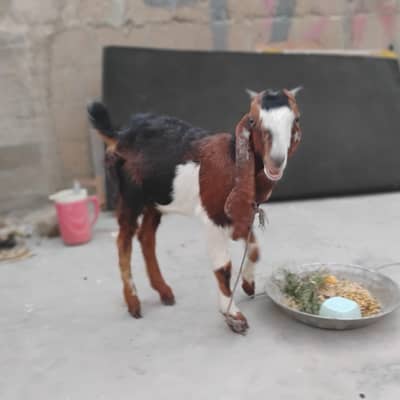 Bakra healthy achi breed Ka hain