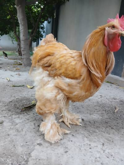 golden buff pair