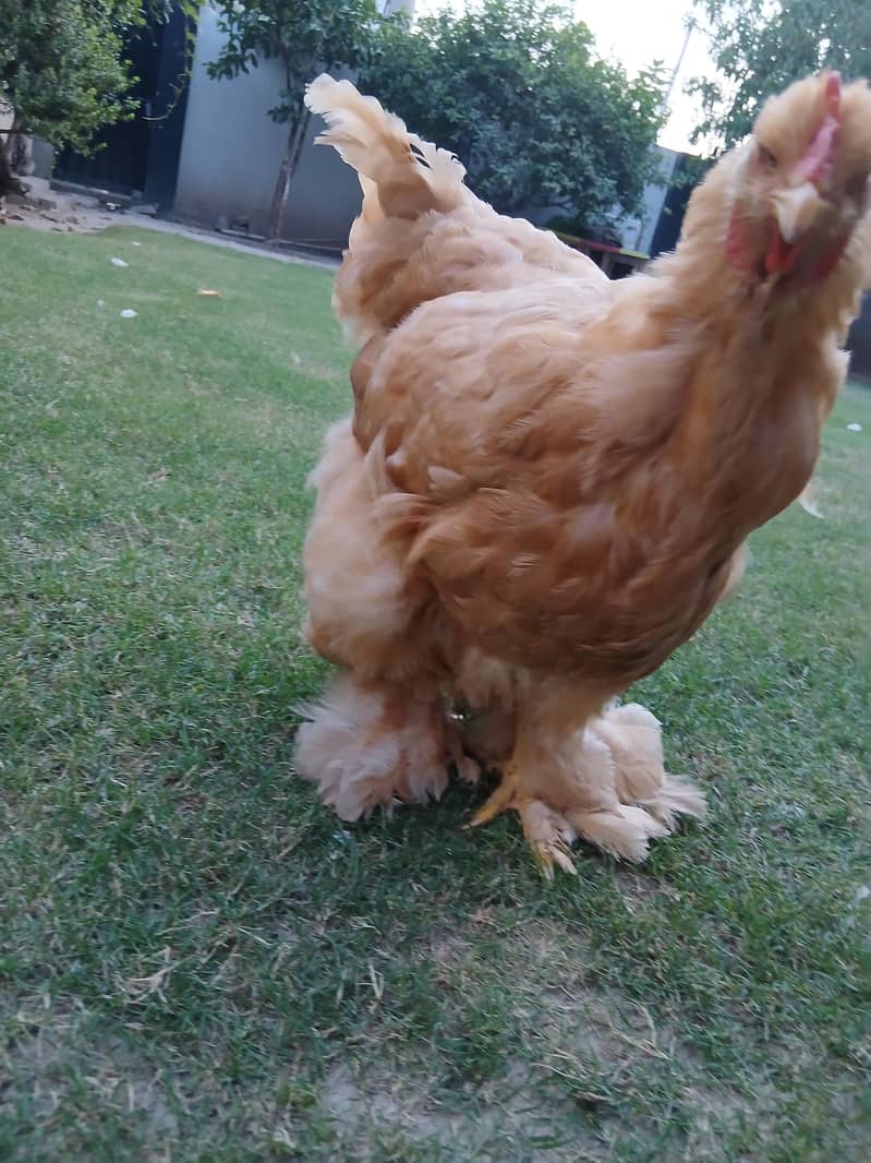 golden buff pair 1