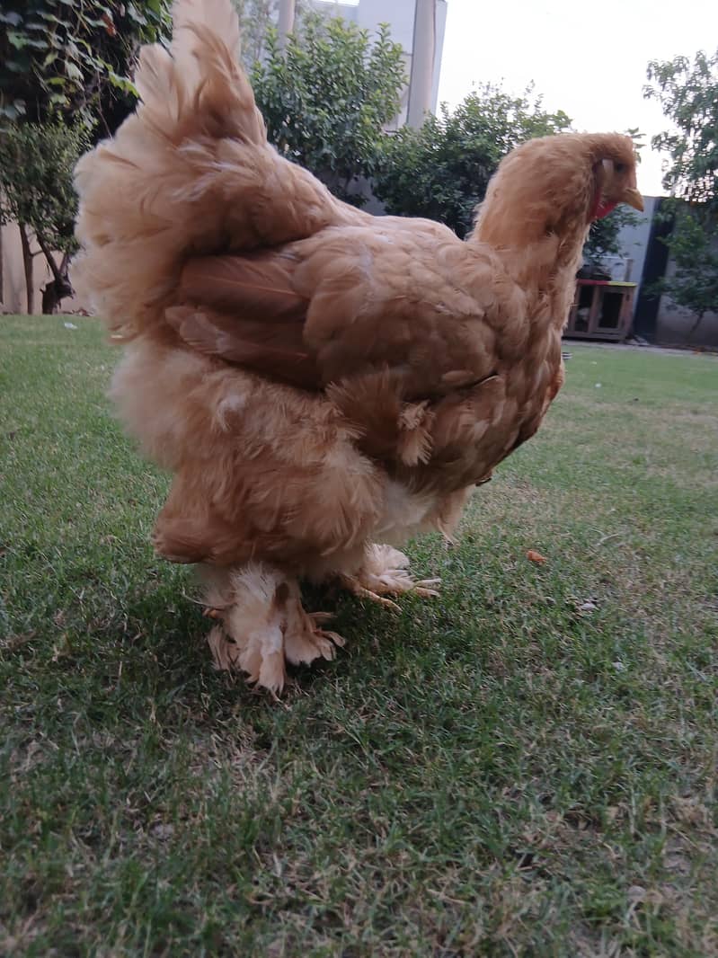 golden buff pair 2