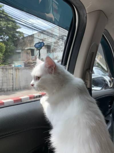 persian cat for sale