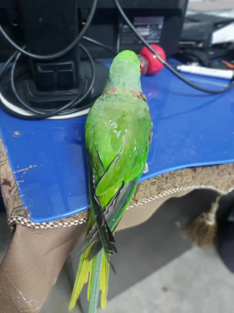 kashmiri raw male — photo 2