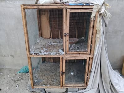 Hen pigeon birds cage