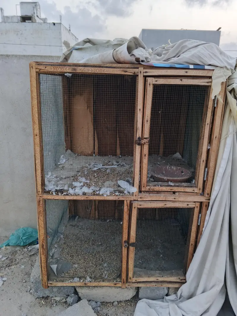 Hen pigeon birds cage — photo 4