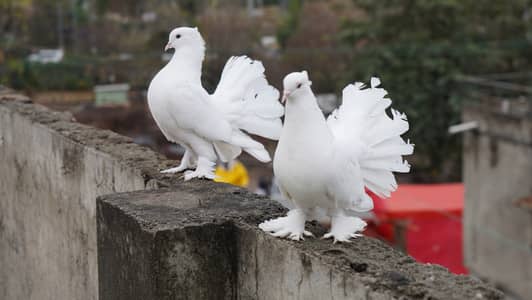 Pure White Indian Fantail Pigeons