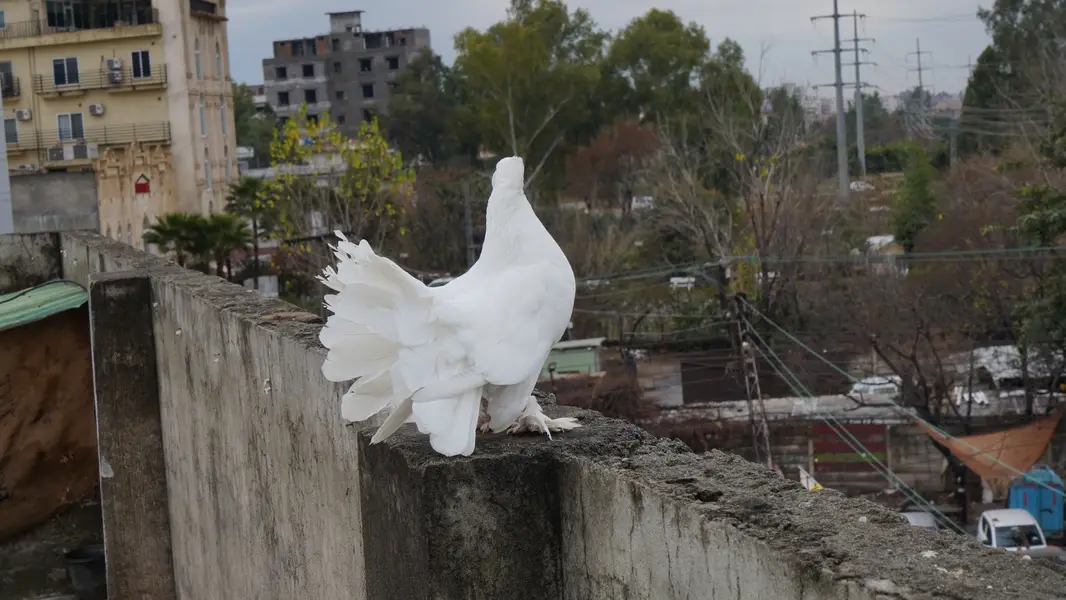 Pure White Indian Fantail Pigeons — photo 2