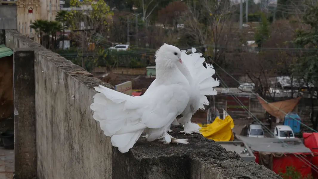 Pure White Indian Fantail Pigeons — photo 3