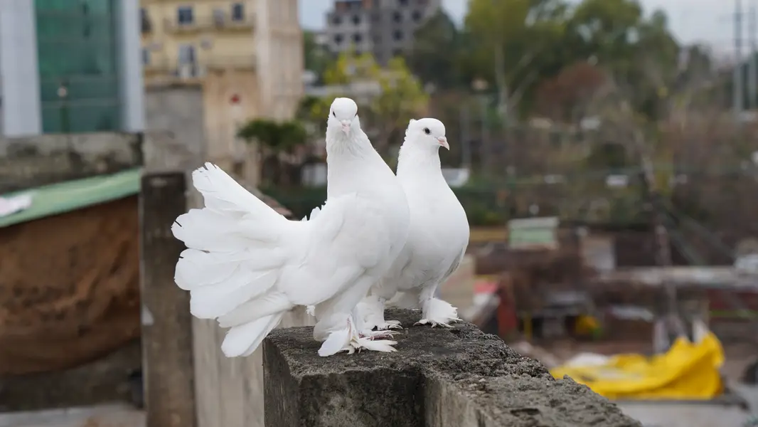 Pure White Indian Fantail Pigeons — photo 4
