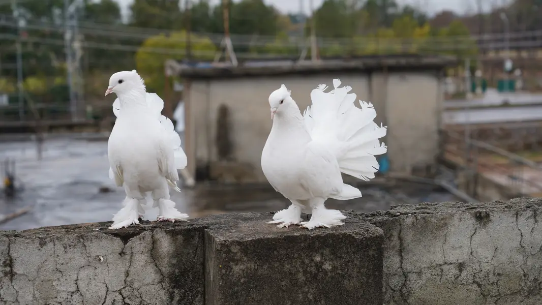 Pure White Indian Fantail Pigeons — photo 5