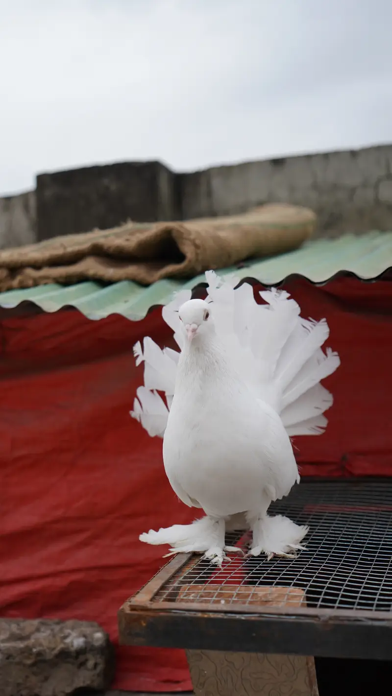 Pure White Indian Fantail Pigeons — photo 6