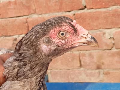 Aseel Silver Grey Murghi