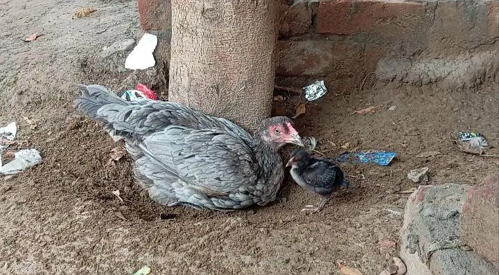 Aseel Silver Grey Murghi — photo 2