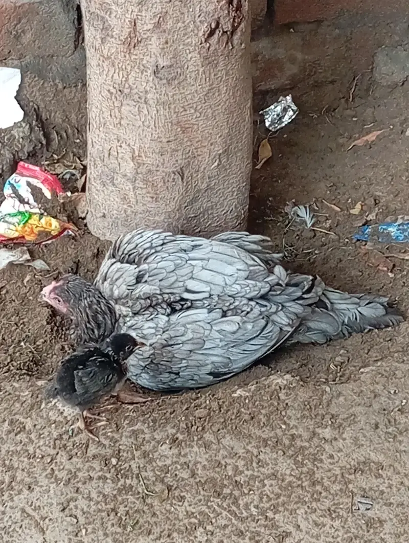Aseel Silver Grey Murghi — photo 4